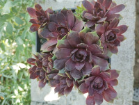/album/fotogalerie-nabidka/sempervivum-blackcurrant-ice-jpg/
